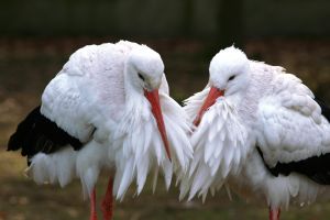 poezie primavara vestitorii berze